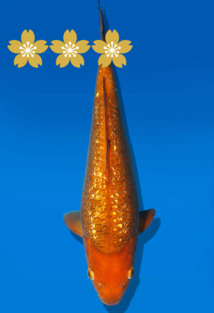 Koi Auktion Dainichi GinrinChagoi JumboTosai BrownMonkey - 30cm KT1-1152