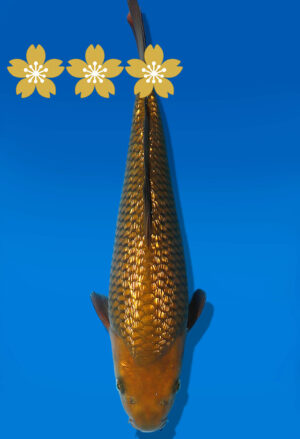 Koi Auktion Dainichi GinrinChagoi JumboTosai BrownMonkey - 31cm KT1-1153