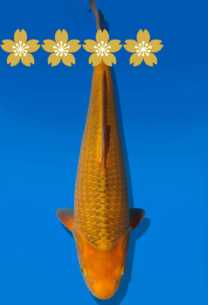 Koi Auktion Dainichi Karashigoi JumboTosai YellowMonkey - 37cm KT1-1154