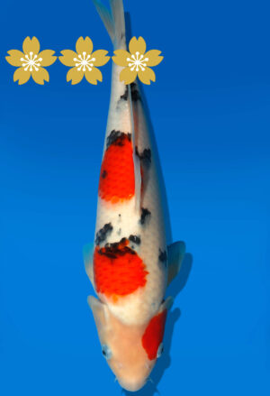 Koi Auktion Dainichi Sanke JumboTosai NewMSankejr. - 34cm KT1-1155
