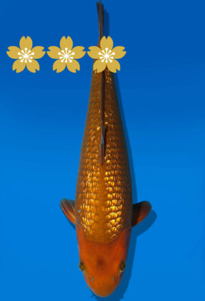 Koi Auktion Dainichi GinrinChagoi JumboTosai BrownMonkey - 36cm KT1-1155