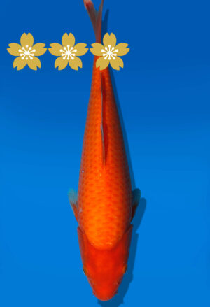 Koi Auktion Dainichi Benigoi JumboTosai RedTiger - 32cm KT1-1156