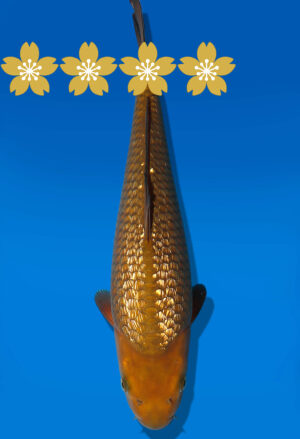 Koi Auktion Dainichi GinrinChagoi JumboTosai BrownMonkey - 34cm KT2-1157