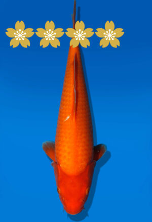 Koi Auktion Dainichi Benigoi JumboTosai RedTiger - 35cm KT2-1159