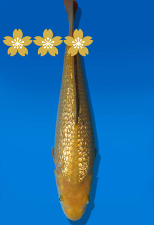 Koi Auktion Dainichi GinrinChagoi JumboTosai BrownMonkey - 33cm KT2-1158