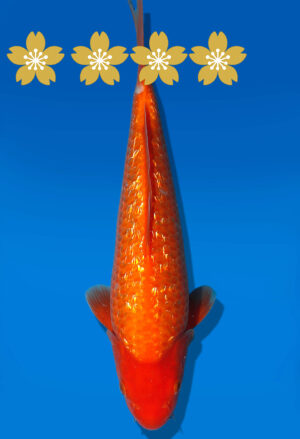 Koi Auktion Dainichi GinrinBenigoi JumboTosai XGinrinKohaku - 30cm KT2-1160