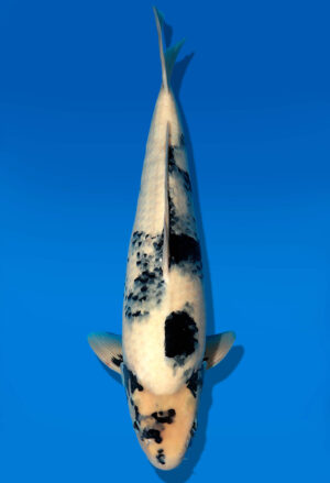 Koi Auktion Dainichi ShiroUtsuri Nisai Monroe male 56cm NN6-1161