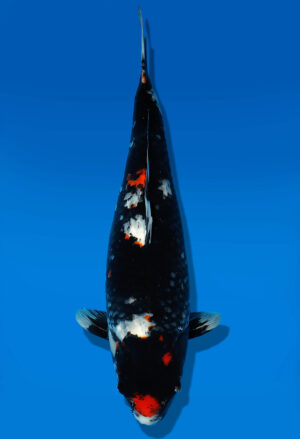 Koi Auktion Dainichi Showa Nisai MonaLisa female 57cm NN6-1162