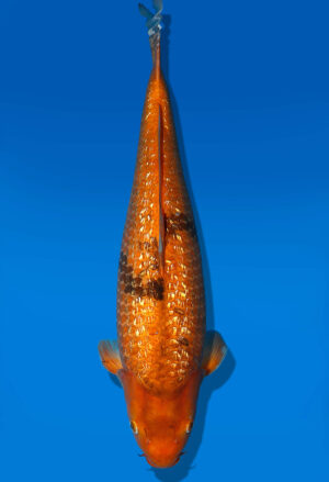 Koi Auktion Dainichi GinrinChaUts. Nisai Diamond female 51cm NN6-1163