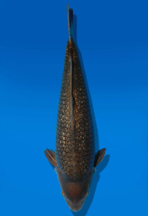 Koi Auktion Dainichi GinrinChagoi Nisai Diamond male 49cm NN6-1164