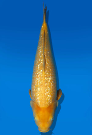 Koi Auktion Dainichi GinrinKarashigoi Nisai YellowMonkey female 53cm NN5-1165