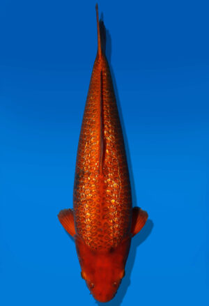 Koi Auktion Dainichi GinrinChagoi Nisai Diamond female 57cm NN5-1166