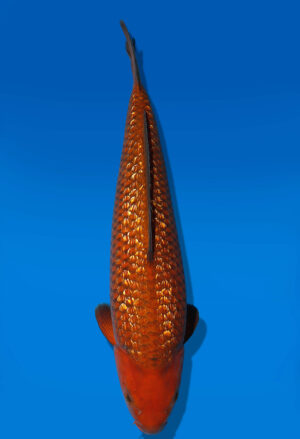 Koi Auktion Dainichi GinrinChagoi Nisai Diamond female 57cm NN4-1169
