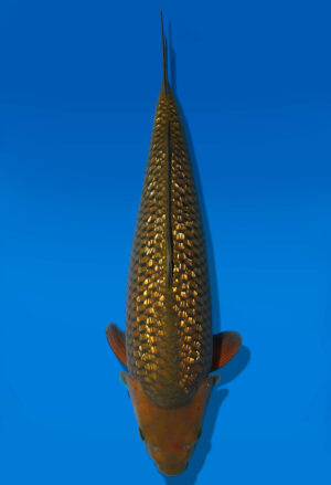 Koi Auktion Dainichi GinrinChagoi Nisai Diamond female 60cm NN5-1167