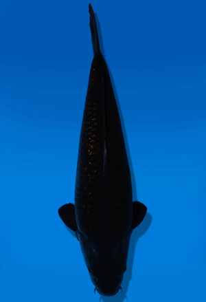 Koi Auktion Dainichi BlackDiamond Nisai BlackZeus female 64cm NN5-1168