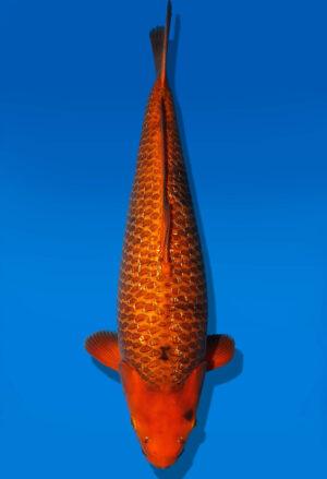 Koi Auktion Dainichi GinrinChagoi Nisai Diamond female 60cm NN4-1170