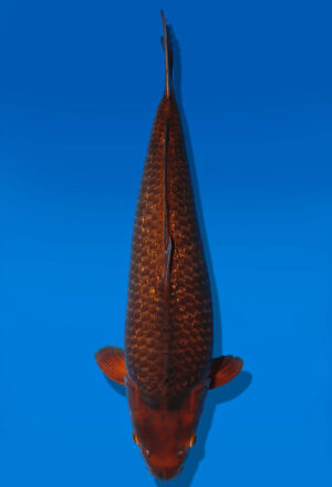 Koi Auktion Dainichi GinrinChagoi Nisai Diamond male 60cm NN4-1171