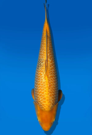 Koi Auktion Dainichi GinrinKarashigoi Nisai YellowMonkey female 57cm NN4-1172