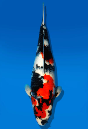 Koi Auktion Dainichi Showa Nisai MonaLisa female 54cm NN4-1181