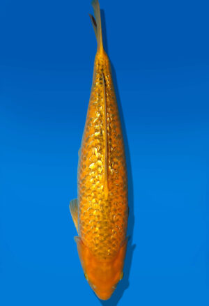Koi Auktion Dainichi GinrinKarashigoi Nisai YellowMonkey female 51cm NN3-1174