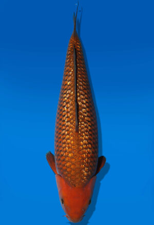 Koi Auktion Dainichi GinrinChagoi Nisai Diamond female 60cm NN3-1175