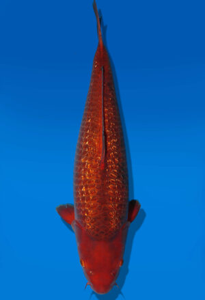Koi Auktion Dainichi GinrinChagoi Nisai Diamond female 61cm NN3-1176