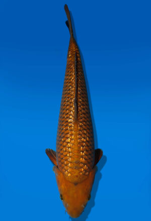 Koi Auktion Dainichi GinrinChagoi Nisai Diamond female 54cm NN3-1177