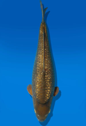 Koi Auktion Dainichi GinrinChagoi Nisai Diamond female 56cm NN3-1178