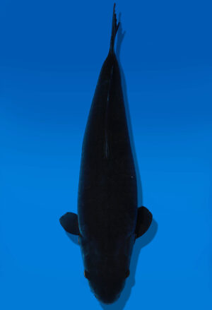 Koi Auktion Dainichi BlackDiamond Nisai BlackZeus female 62cm NN3-1180