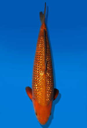 Koi Auktion Dainichi GinrinChagoi Nisai Diamond male 57cm NN4-1173