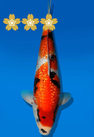 Koi Auktion Dainichi GinrinShowa JumboTsai XginrinShowa - 33cm GT1-1185