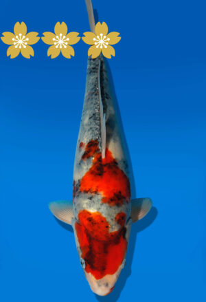 Koi Auktion Dainichi Showa JumboTsai Monroe - 37cm GT1-1186