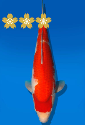 Koi Auktion Dainichi Kohaku JumboTsai Wild - 43cm GT1-1187