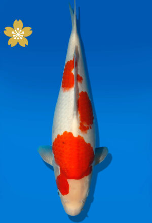 Koi Auktion Dainichi Kohaku JumboTosai RedTiger - 39cm GT1-1188