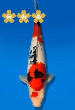 Koi Auktion Dainichi Sanke JumboTosai NewMSankejr. - 44cm GT1-1194