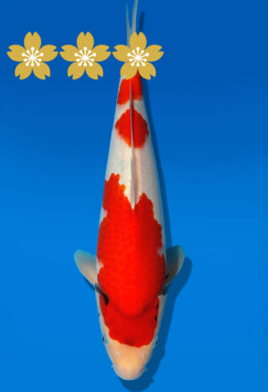 Koi Auktion Dainichi Showa JumboTosai Monroe - 34cm GT1-1189