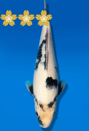 Koi Auktion Dainichi Shiro JumboTosai SuperMonster - 30cm GT1-1193