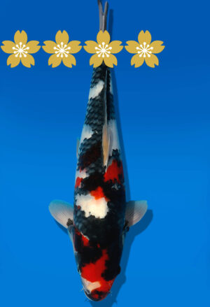 Koi Auktion Dainichi Showa JumboTosai MonaLisa - 37cm GT1-1190