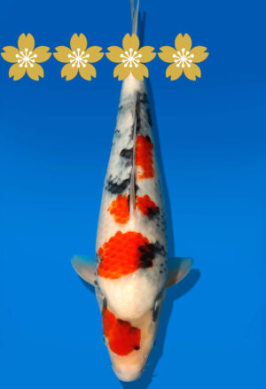 Koi Auktion Dainichi Showa JumboTosai Monroejr. - 36cm GT1-1191