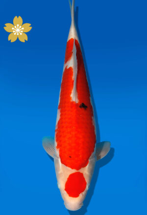 Koi Auktion Dainichi Sanke JumboTosai NewMSankejr. - 42cm GT1-1195
