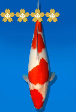 Koi Auktion Dainichi Kohaku JumboTosai RedTiger - 36cm GT1-1196