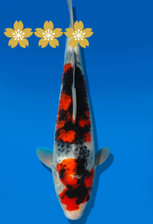 Koi Auktion Dainichi Showa JumboTosai Monroejr. - 36cm GT2-1192