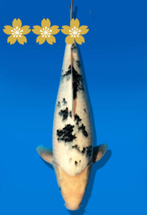 Koi Auktion Dainichi Bekko JumboTosai NewMSankejr. - 33cm GT2-1197
