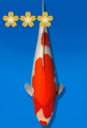 Koi Auktion Dainichi Kohaku JumboTosai WhiteDragon - 43cm GT2-1198