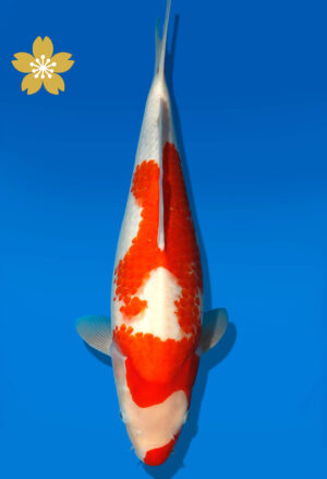 Koi Auktion Dainichi Kohaku JumboTosai WhiteDragon - 42cm GT2-1199