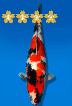 Koi Auktion Dainichi Showa JumboTosai SuperMonster - 38cm GT2-1200