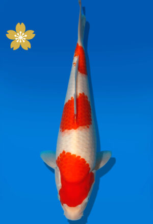 Koi Auktion Dainichi Kohaku JumboTosai WhiteDragon - 35cm GT2-1201