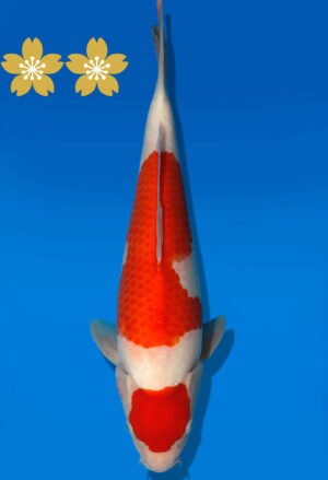 Koi Auktion Dainichi Kohaku JumboTosai WhiteDragon - 35cm GT2-1202