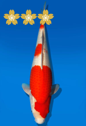 Koi Auktion Dainichi Kohaku JumboTosai WhiteDragon - 41cm GT2-1203