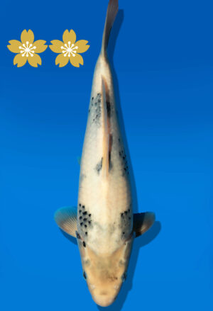 Koi Auktion Dainichi Shiro JumboTosai Monroejr. - 35cm GT3-1204